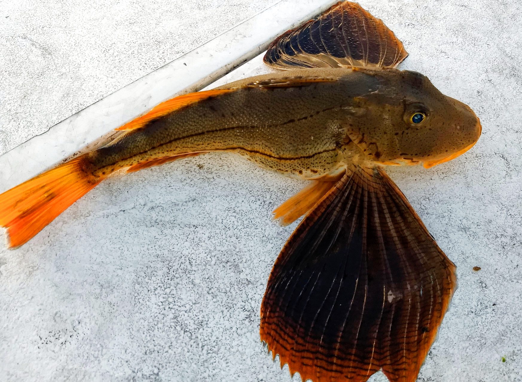Sea Robin, Striped uconn fishmate