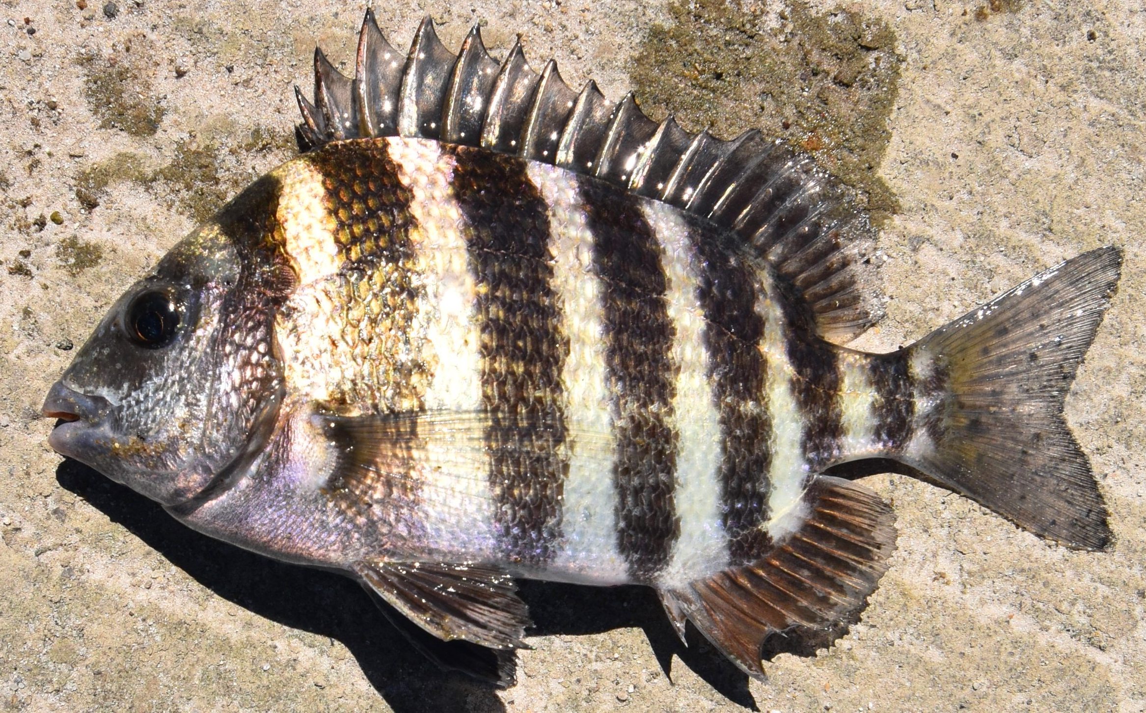 Sheepshead uconn fishhead