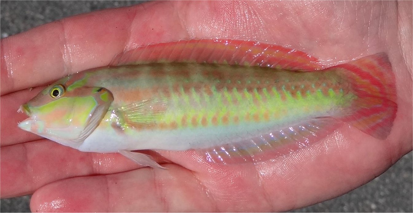 Wrasse, Slippery Dick uconn fishhead