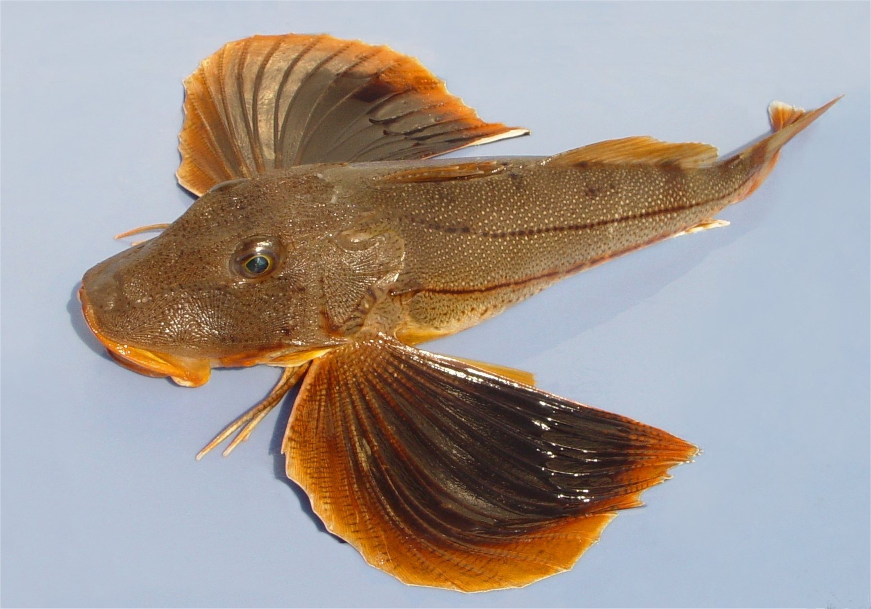 Sea Robin, Striped uconn fishhead