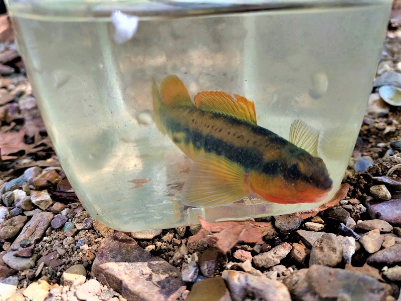 Darter, Tangerine Logperch28