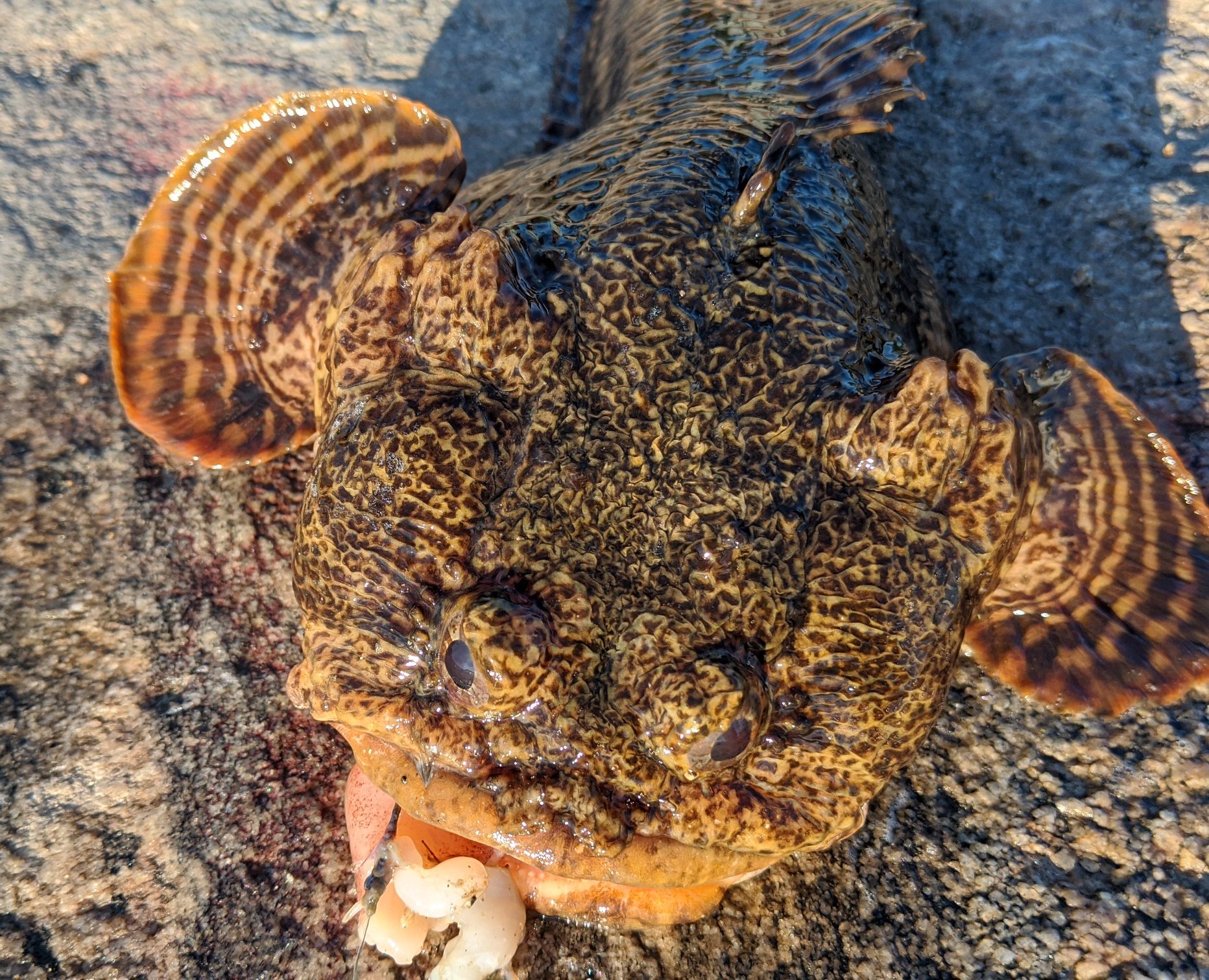 Toadfish, Oyster uconn fishhead