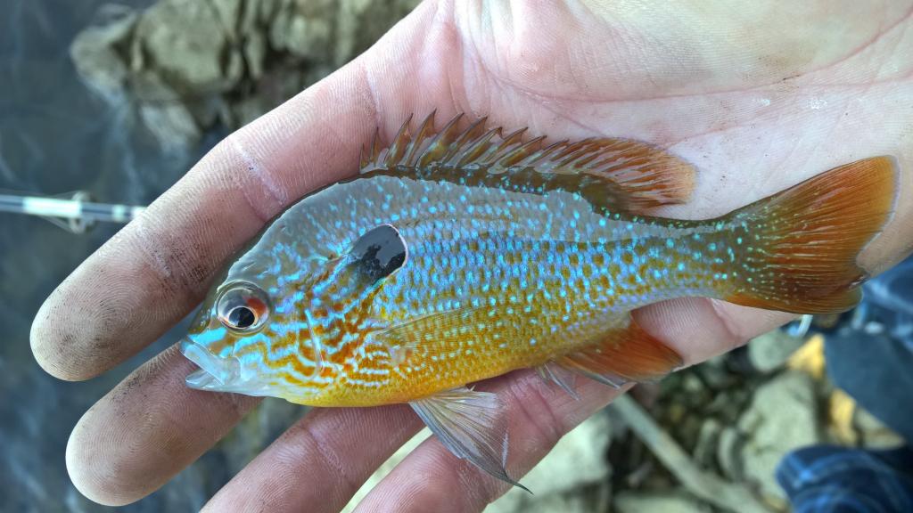 Patoka Lake Sunfish Identification Help?