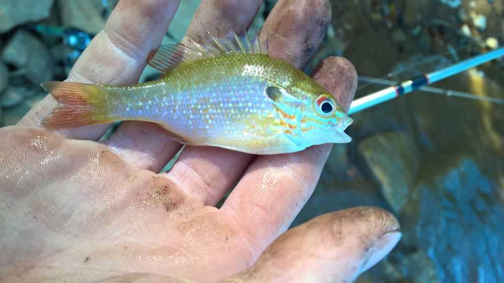 Patoka Lake Sunfish Identification Help?