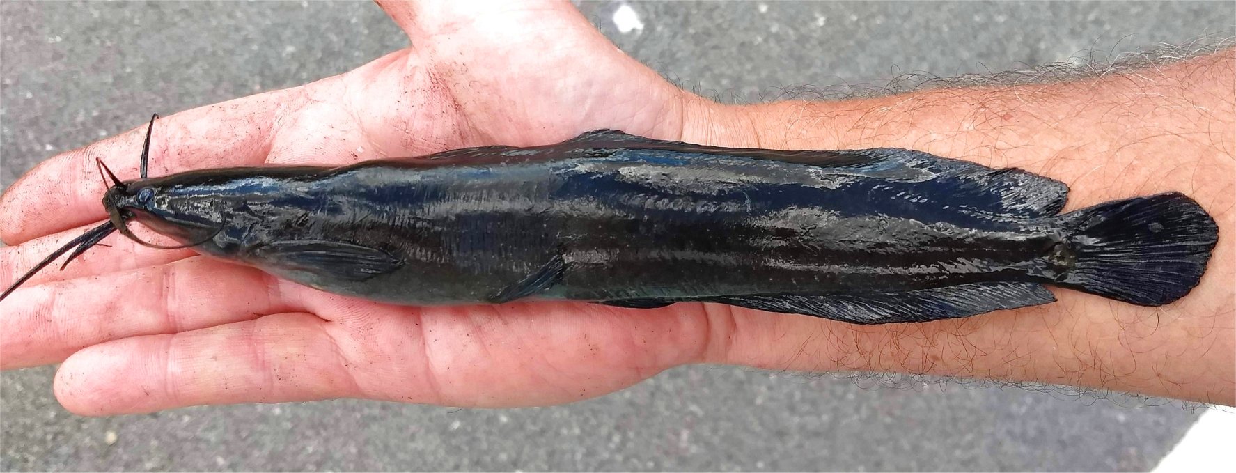 Catfish, Walking uconn fishhead