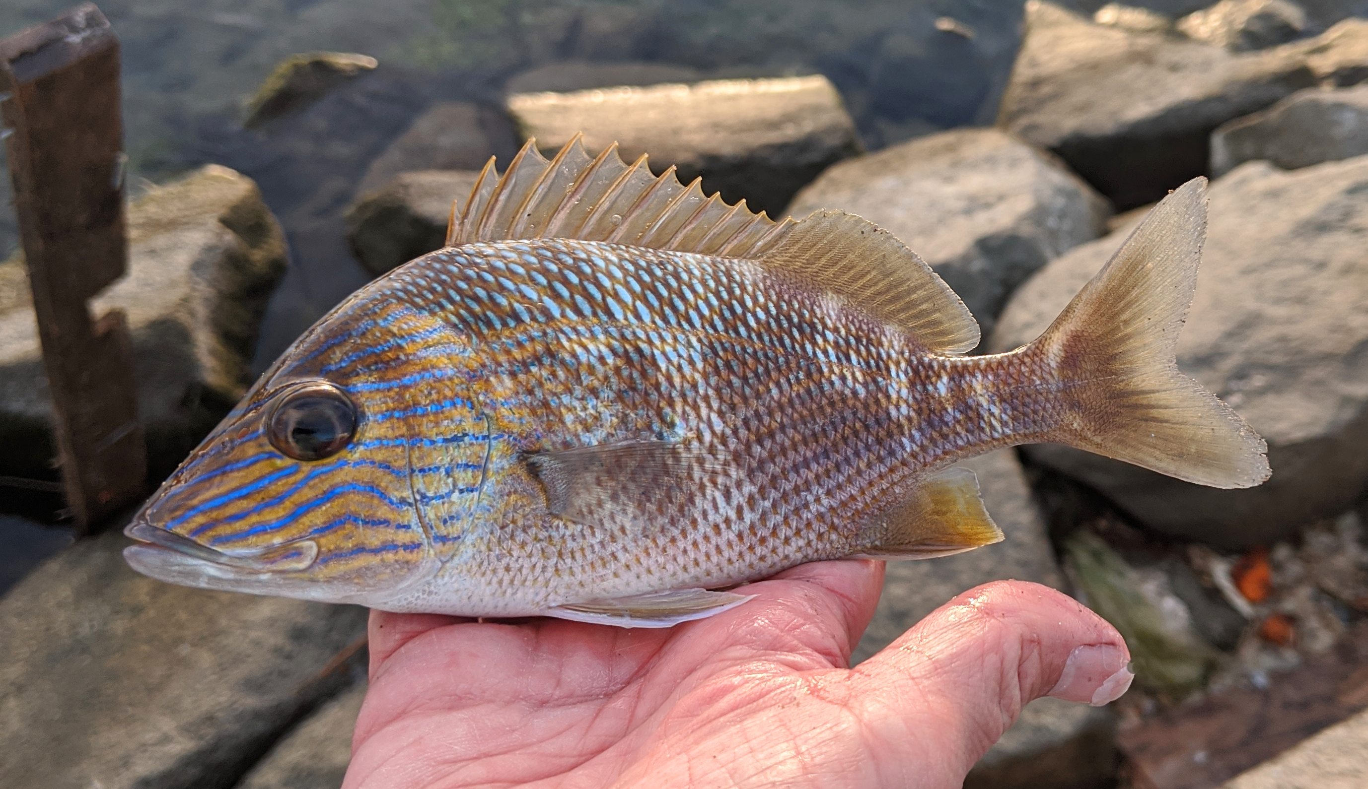 Grunt, White uconn fishmate