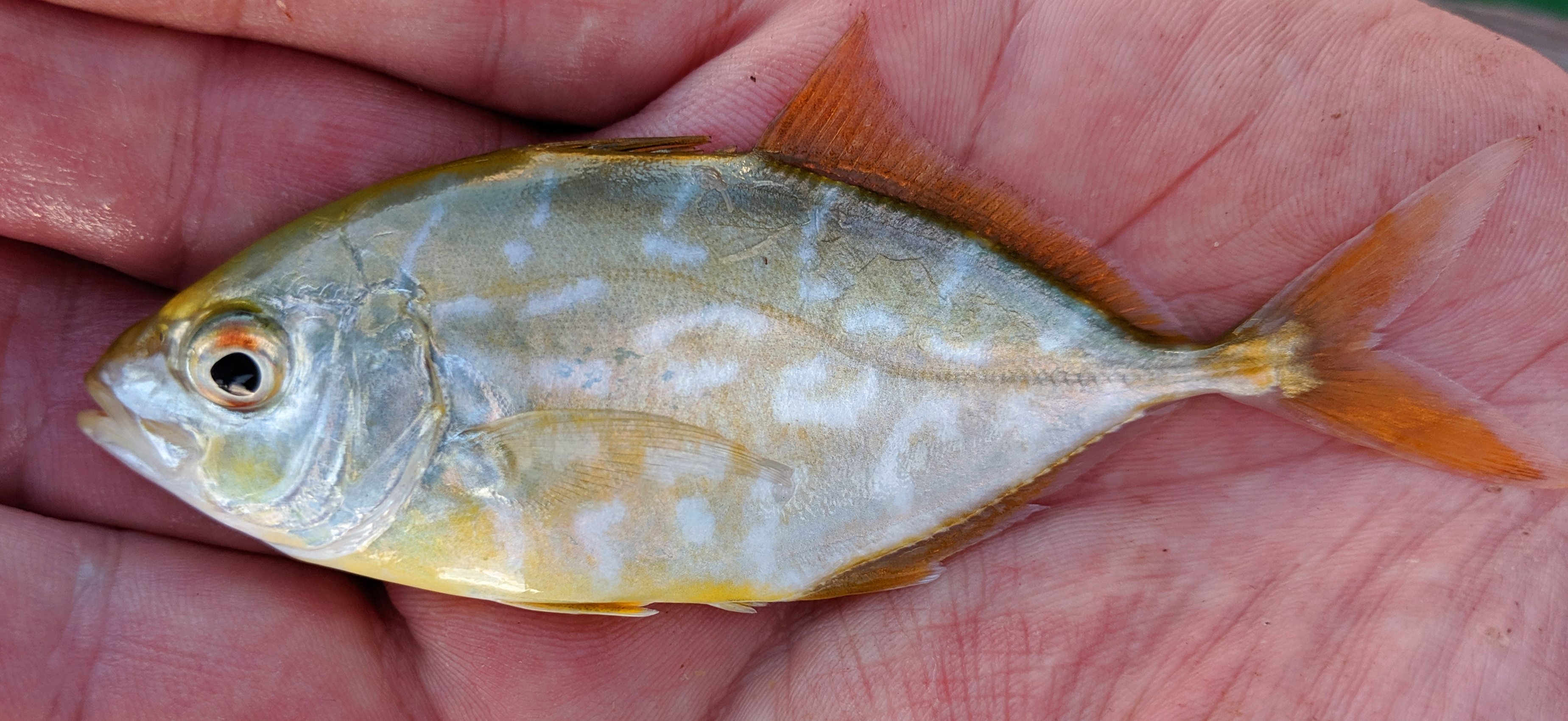 Jack, Yellow uconn fishhead