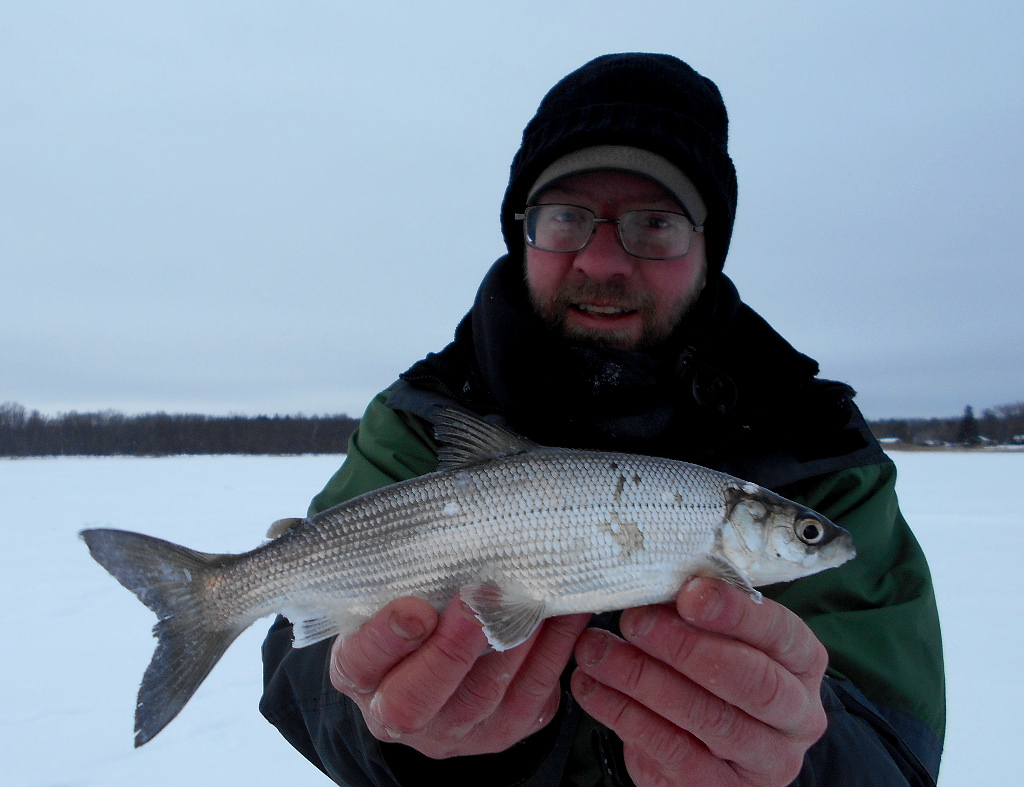Cisco, Northern (Tullibee) andy