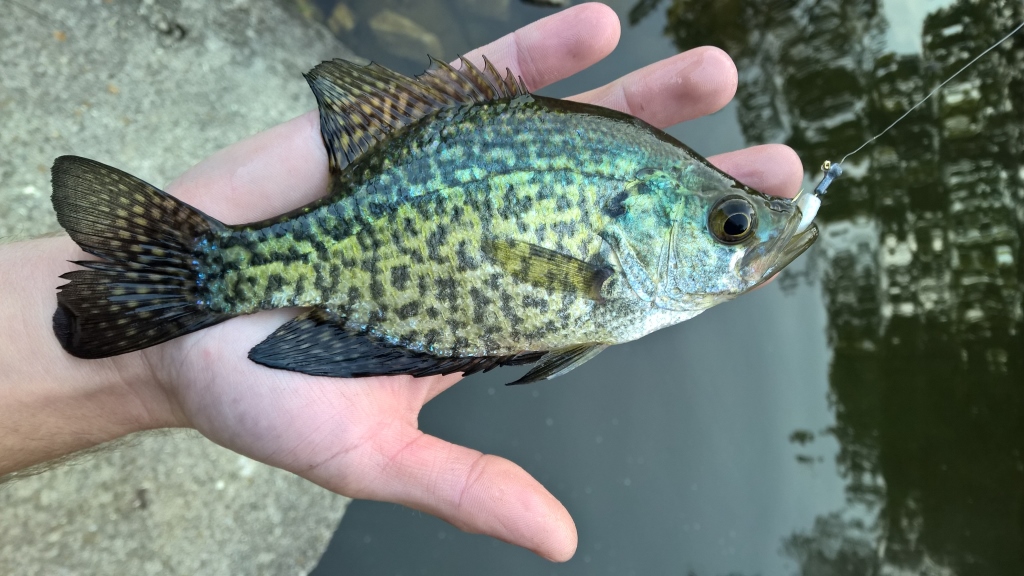 Ferdinand State Forest