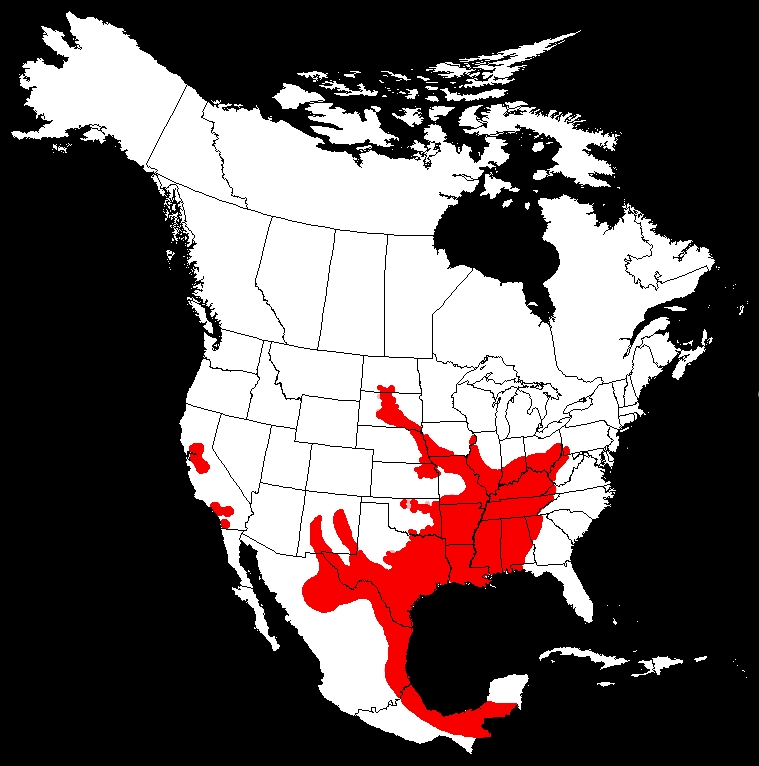 Blue Catfish Ictalurus furcatus