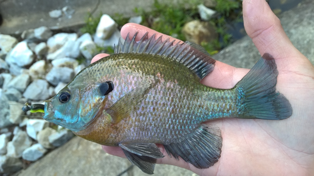 Exploring Ferdinand State Forest