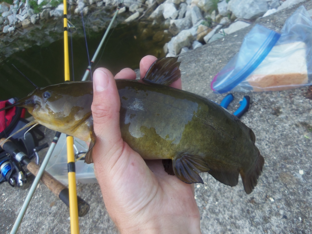 Ferdinand State Forest