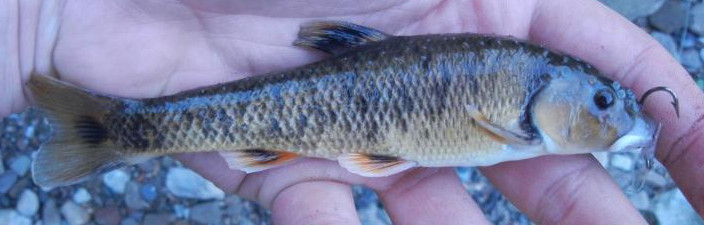 roughfish identification, lifelist angling, fishing