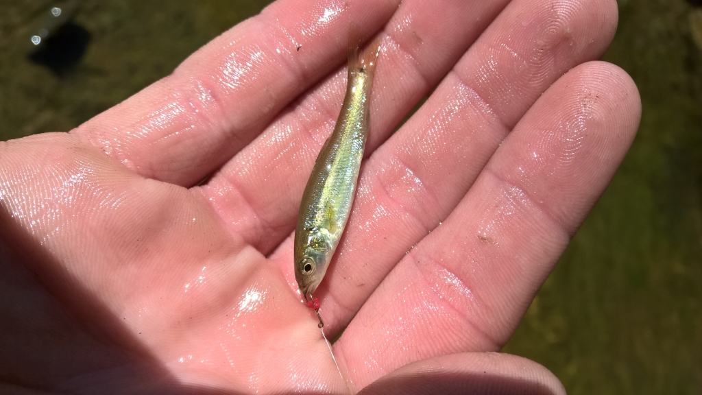 Ferdinand State Forest