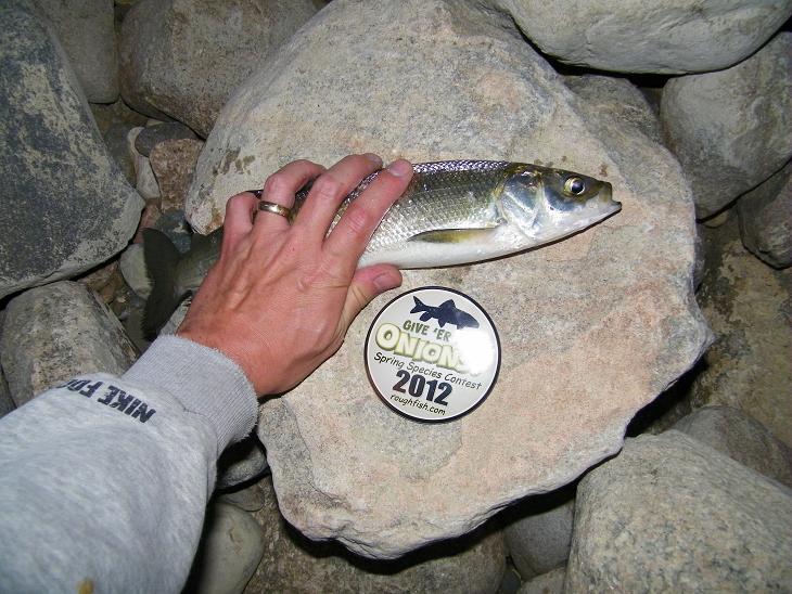 Cisco, Northern (Tullibee)