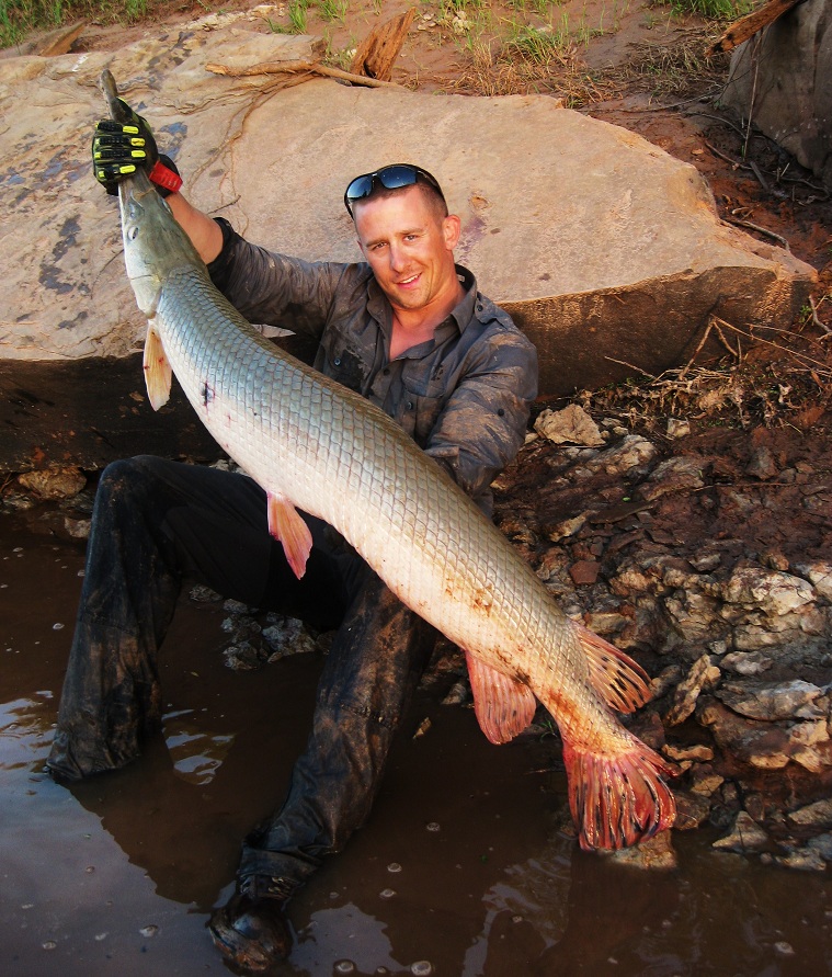 Fish Bowfin and Gars (Longnose, Alligator, Shortnose, Florida, etc.)