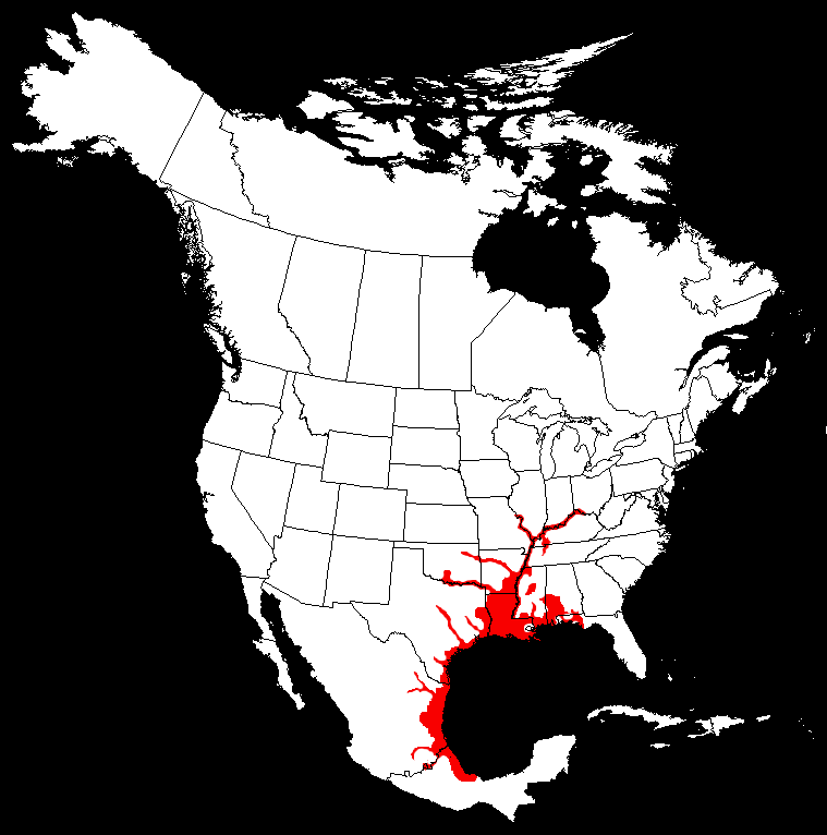 Alligator Gar Michigan Map Alligator Gar Atractosteus spatula
