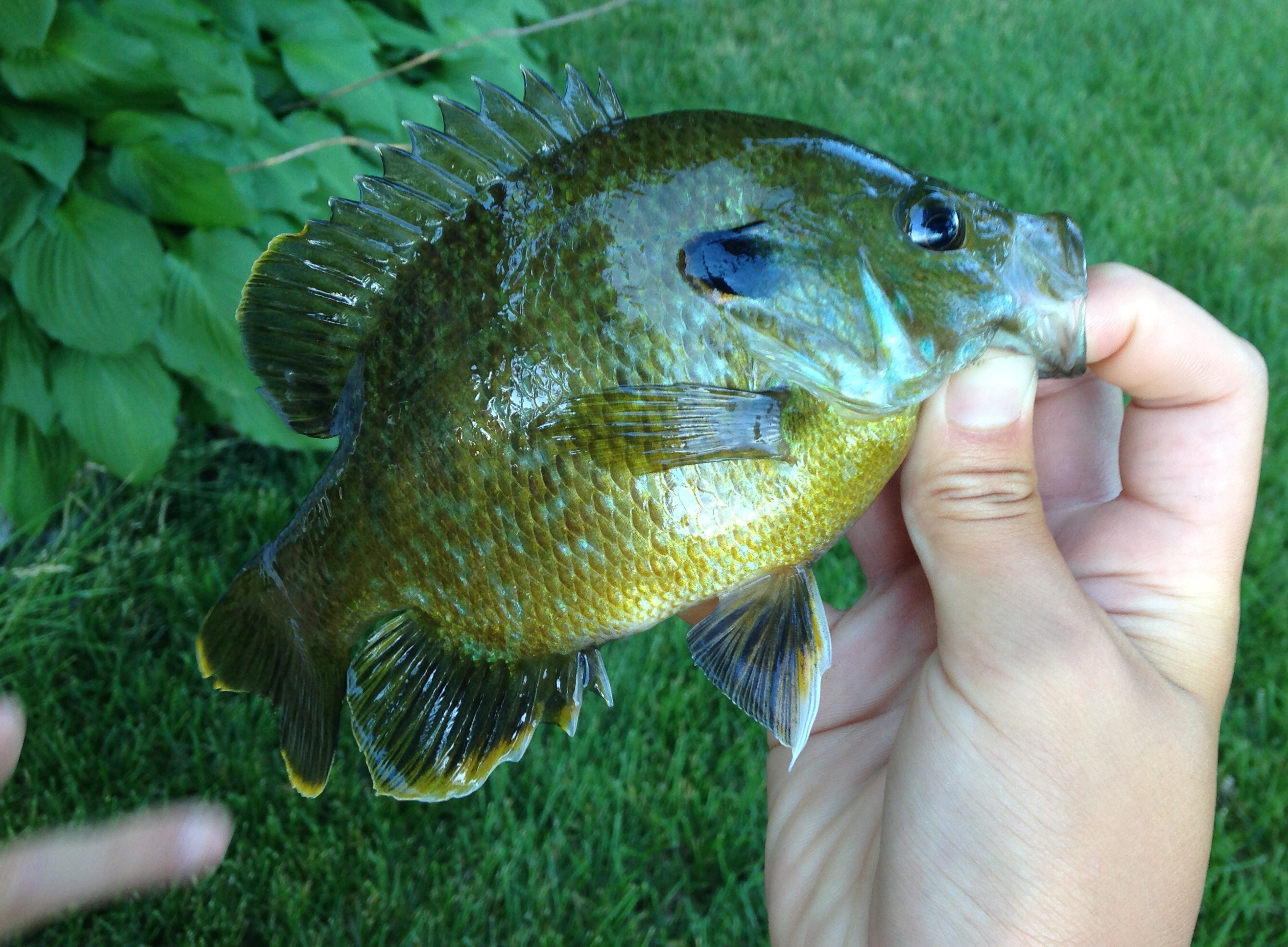 Sunfish, Bluegill drawer.bli