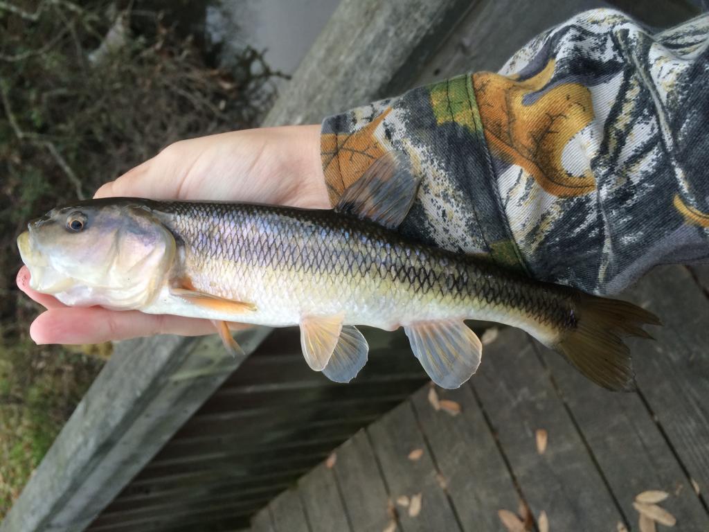 Monster Creek Chub