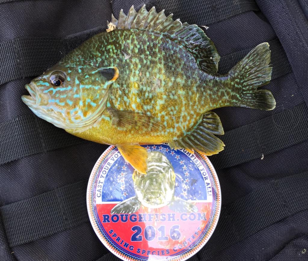 Sunfish, Pumpkinseed