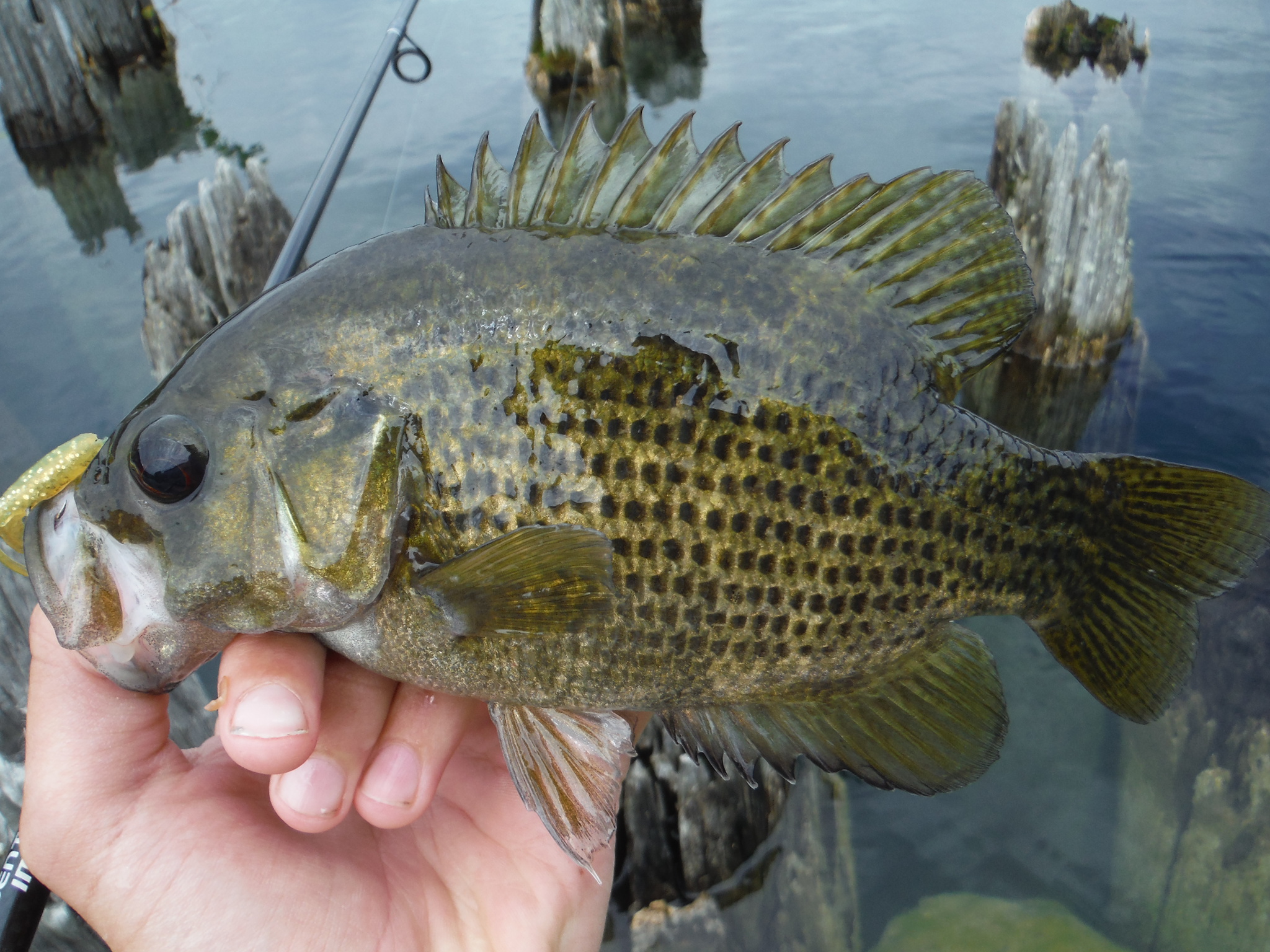 Bass, Rock UpperMi roughangler