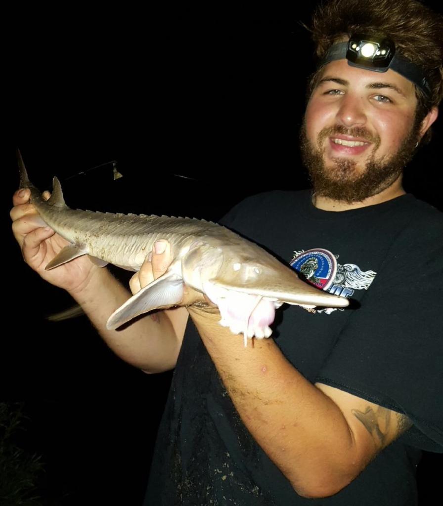 Sturgeon, Shovelnose