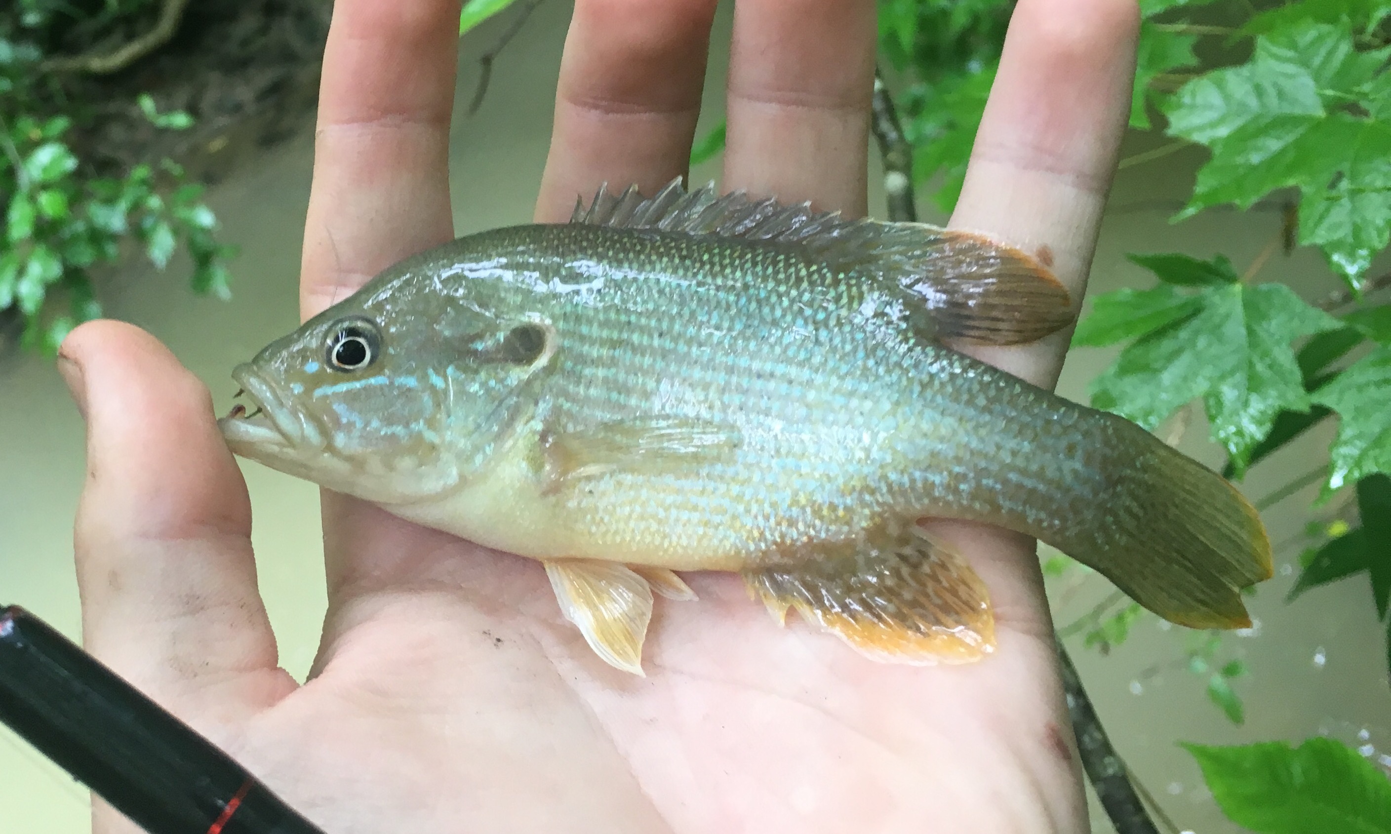 webmcdesign Fishing Green Sunfish Missouri