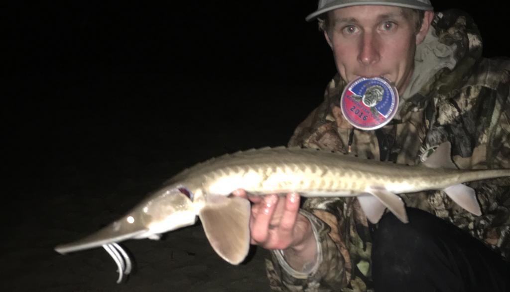 Sturgeon, Shovelnose