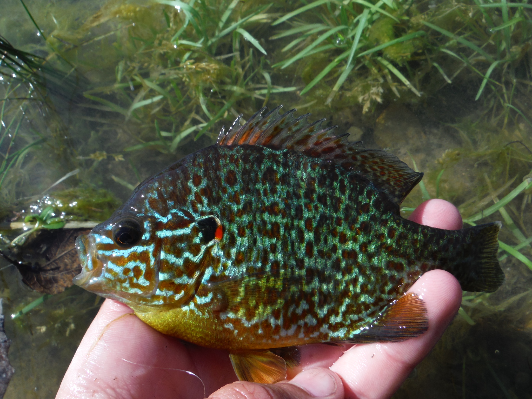 Sunfish, Pumpkinseed UpperMi roughangler