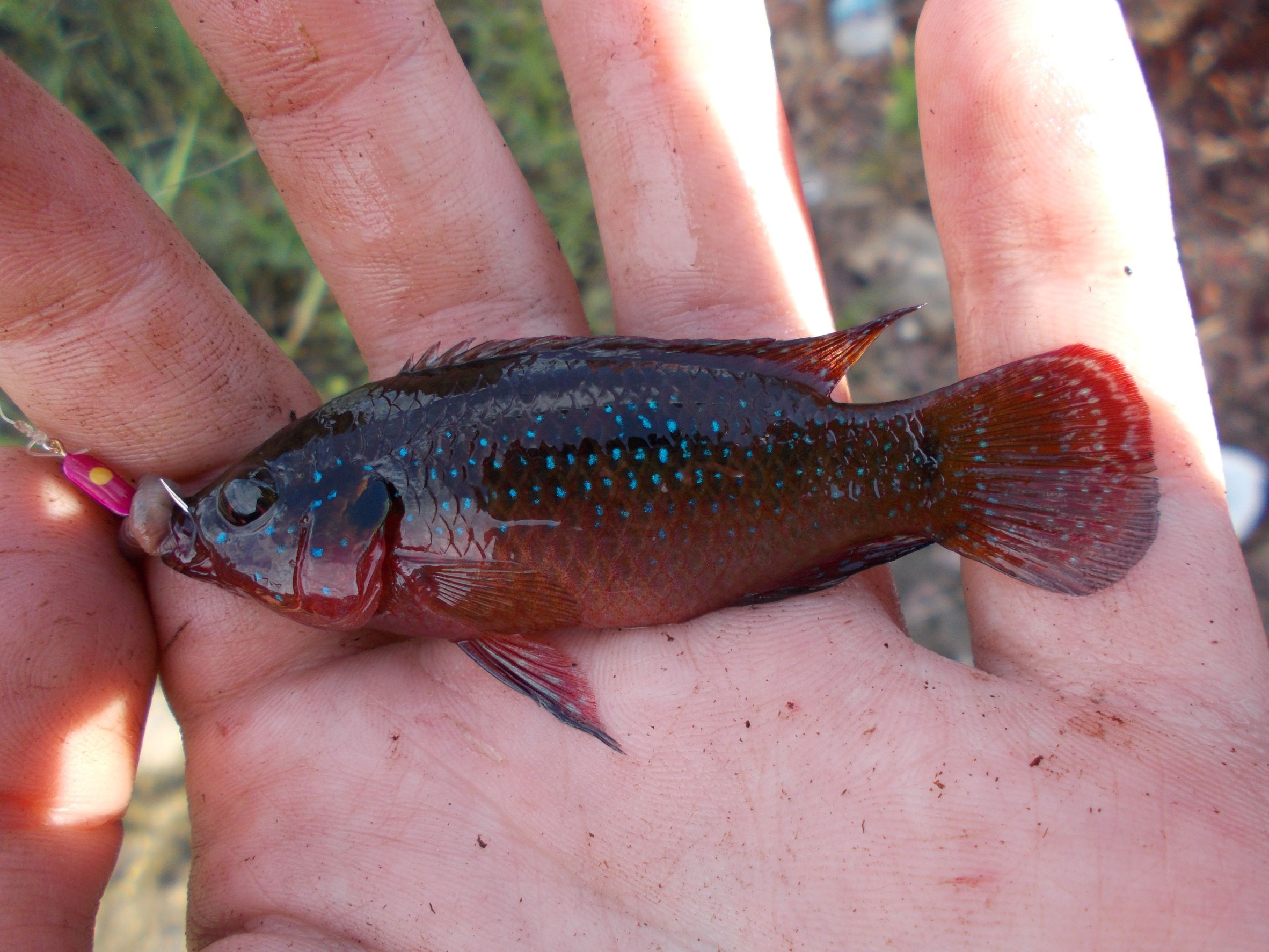 Cichlid, African Jewel FishNerd