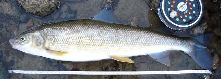Mountain Whitefish Prosopium williamsoni