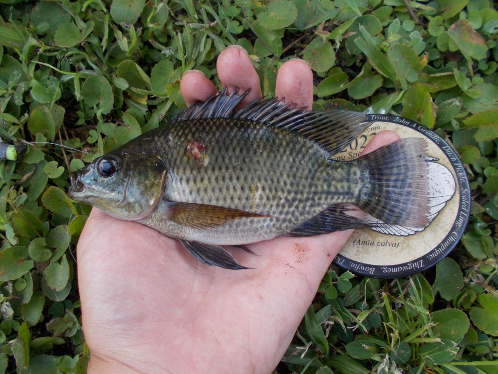 Tilapia, Nile