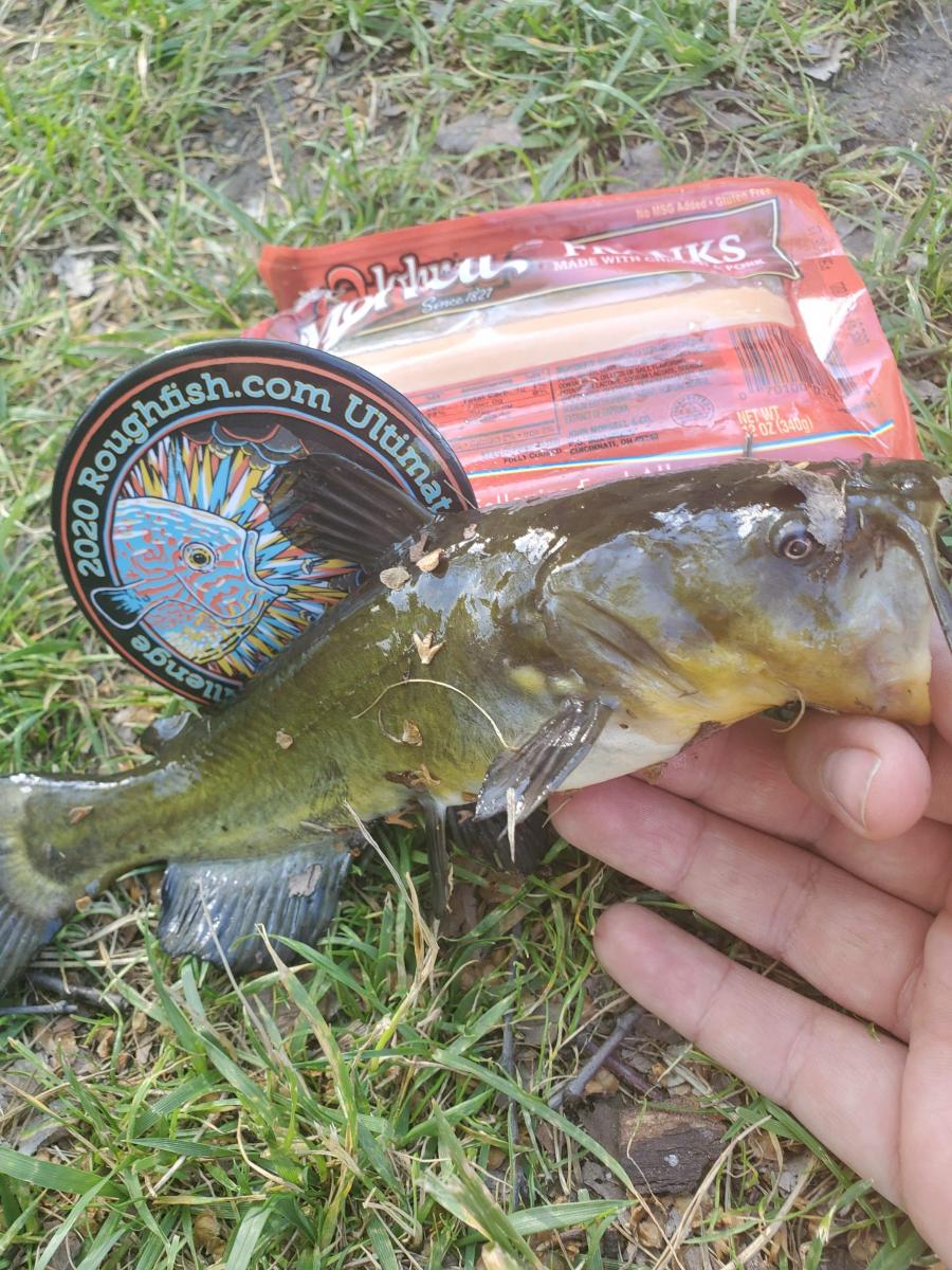 Week 2 Grocery Store Bait for Graceclaw Created Fri, 06/12/2020 0144 Default No www