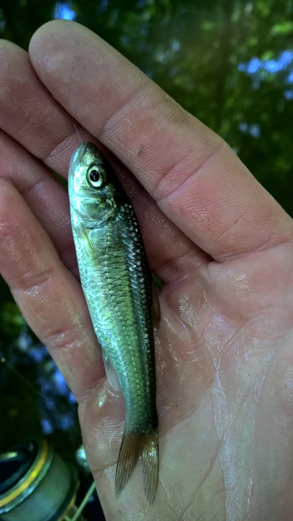 Exploring Ferdinand State Forest