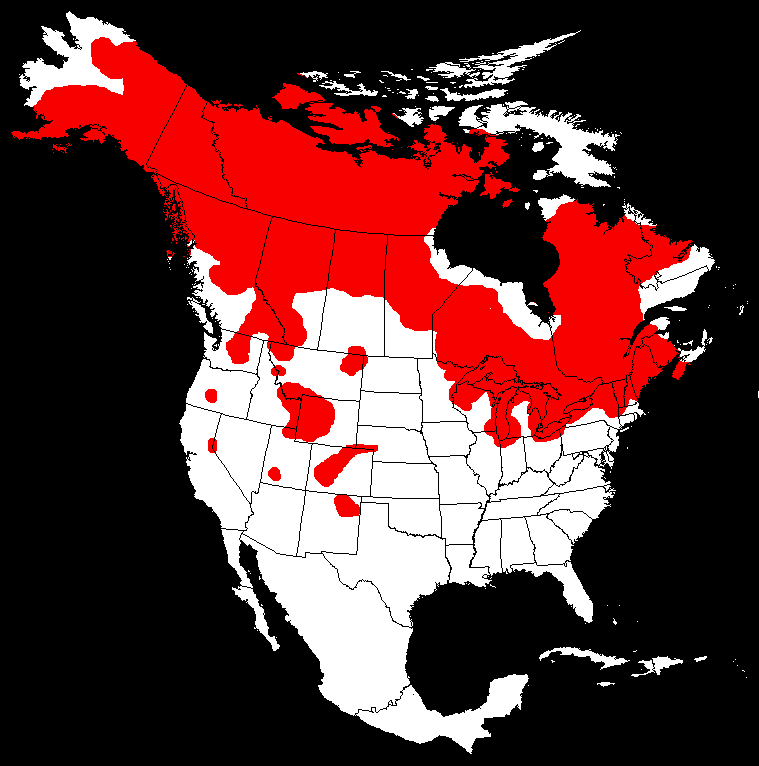 Lake Trout Salvelinus namaycush