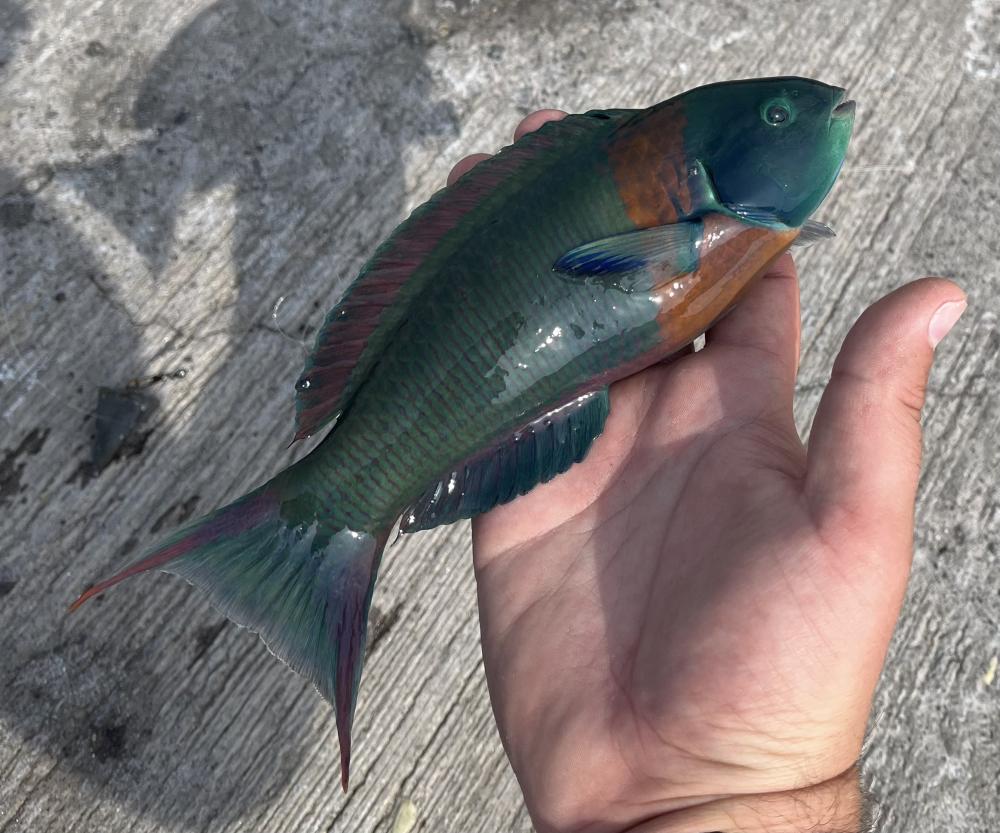 Wrasse, Saddle Letitbe793