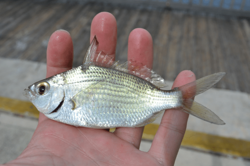 Mojarra, Silver Jenny SNOOK99