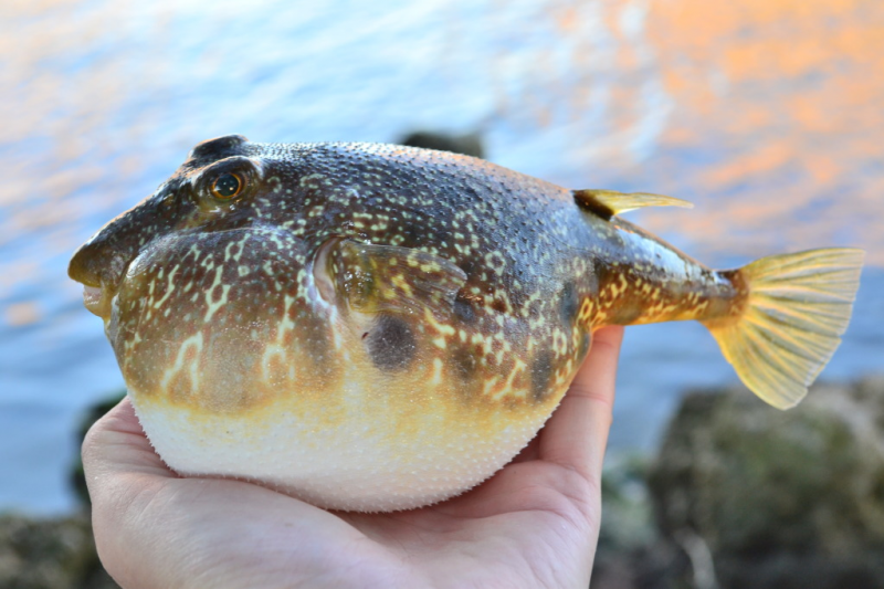 Puffer, Southern SNOOK99