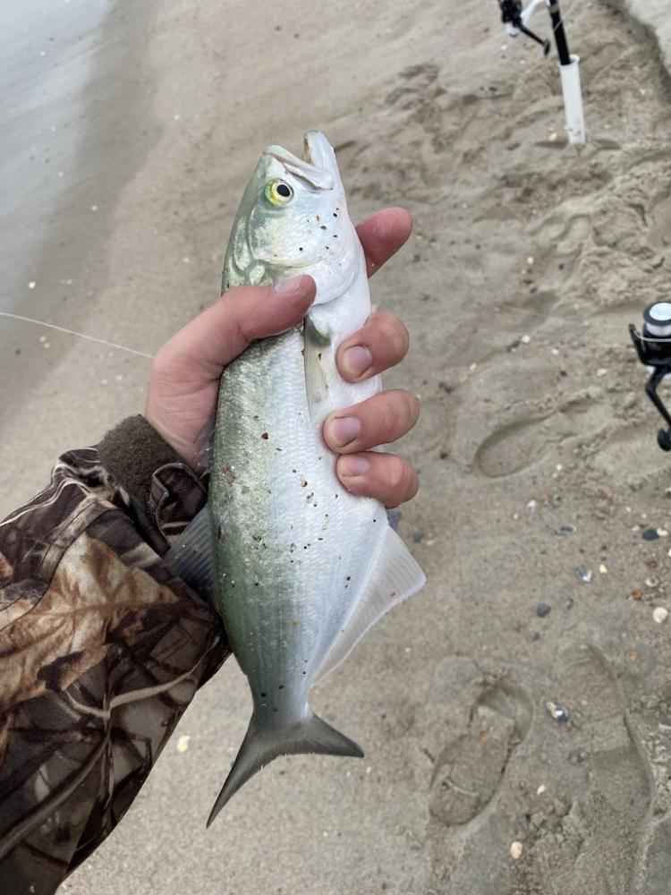 Bluefish CTiemann16