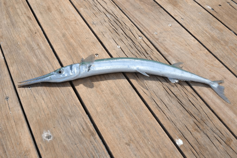 Needlefish, Houndfish SNOOK99