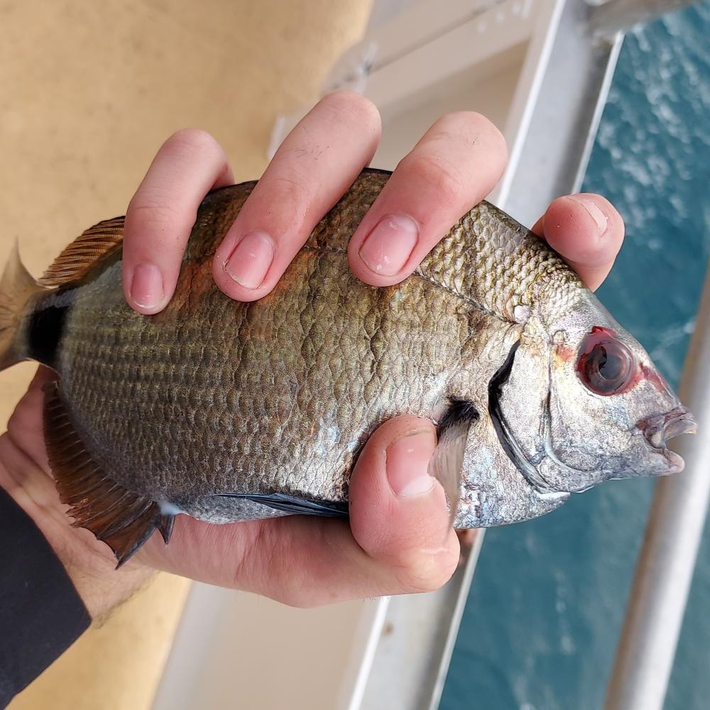 Pinfish, Spottail Nvfisher258
