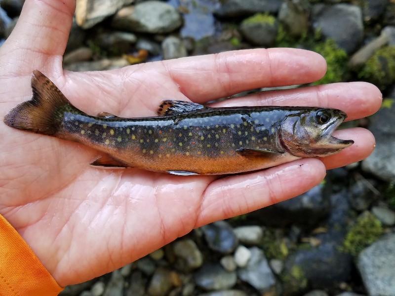 Trout, Brook Treble Hook