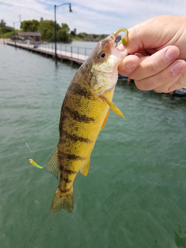 Perch, Yellow Treble Hook