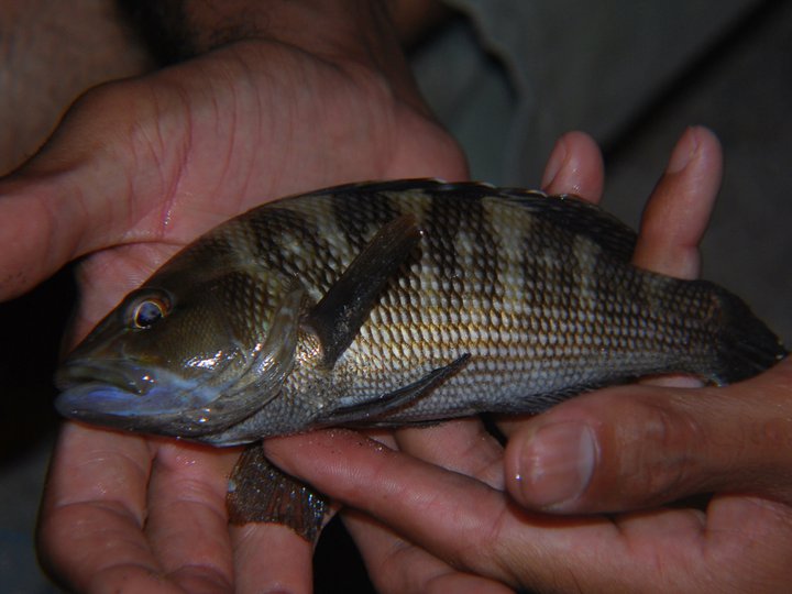 Sea Bass, Black jfleullan