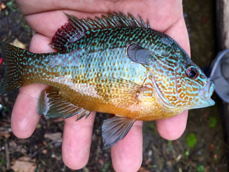 Sunfish, Pumpkinseed nate.johnson