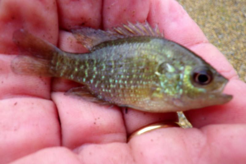 Sunfish, Bantam pmk00001