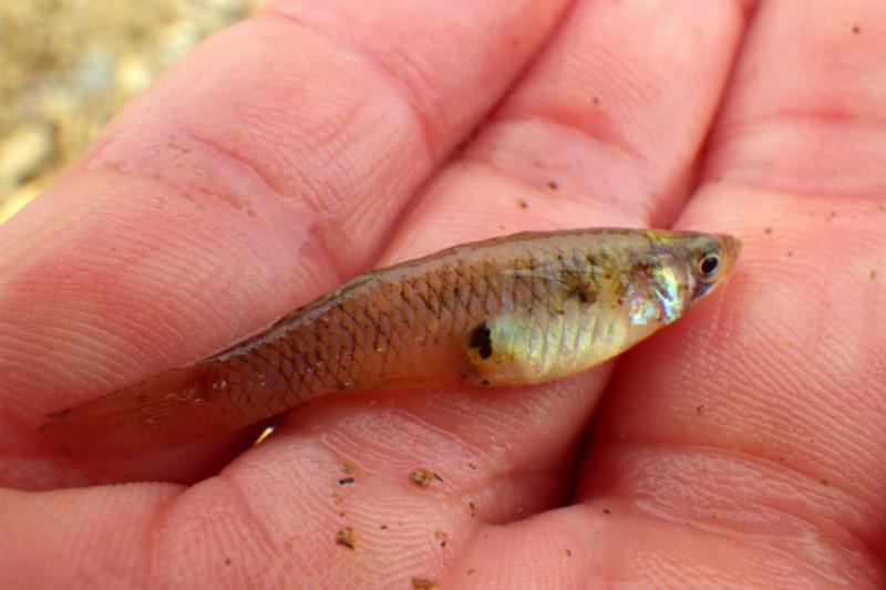 Mosquitofish, Western pmk00001
