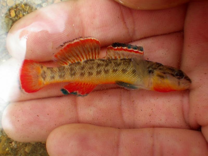 Darter, Orangebelly pmk00001