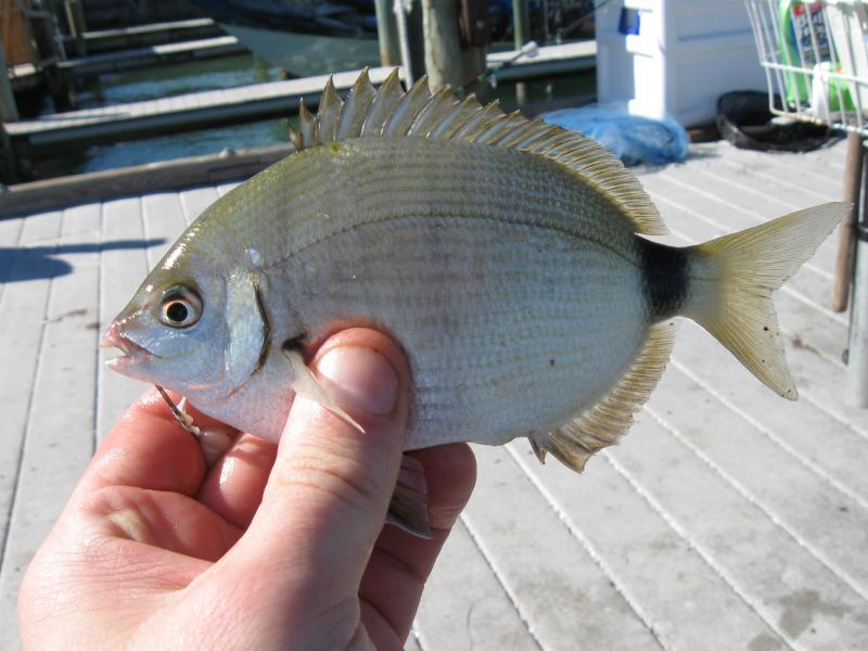 Pinfish, Spottail MJohnson