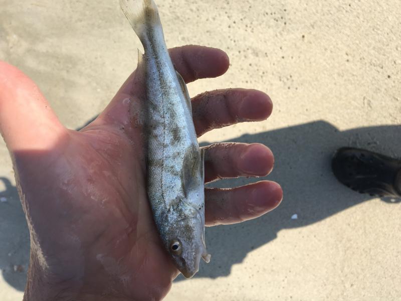 Whiting, Northern Kingfish Squanto